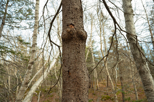 lumpy tree in the forest