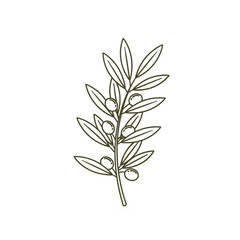 Obraz premium Olive Branch with Leaves and Fruits.