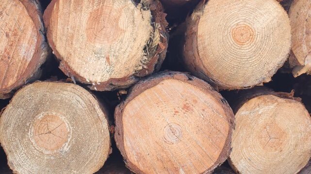 stacked logs forestry recycling ecology