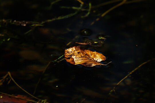 Blatt auf dem See 