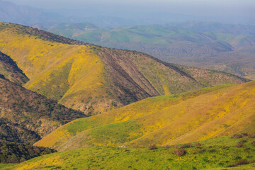 Naklejka premium Carrizo