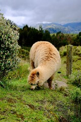 Fototapeta premium Brown Llama Grazing Near Mountain Fence (Quilotoa, Ecuador)