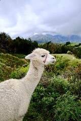 Fototapeta premium White Llama Among Andean Vegetation (Quilotoa, Ecuador)