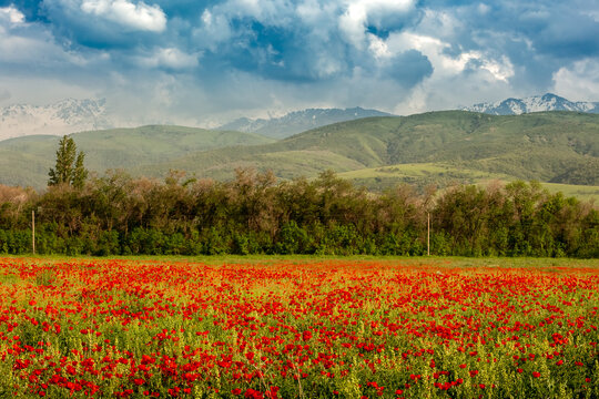 Blooming red poppy fields with mountain landscape in the background in Kazakhstan