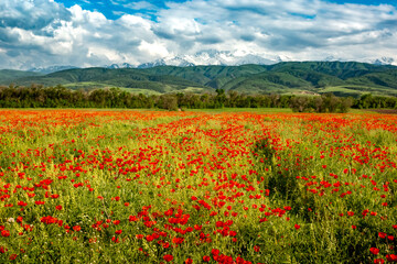 Obraz premium Blooming red poppy fields with mountain landscape in the background in Kazakhstan
