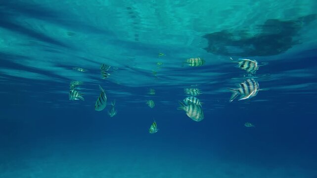 School of the Indo-Pacific Sergeant, Abudefduf vaigiensis swims and feeding in the blue water beneath the calm surface mirrors reflected in it by daylight.