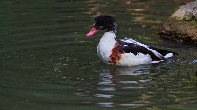 The common shelduck, Tadorna tadorna is a waterfowl species of the shelduck genus, Tadorna.