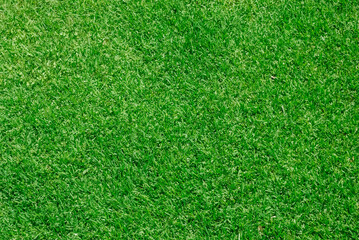 Obraz premium real green grass background for design