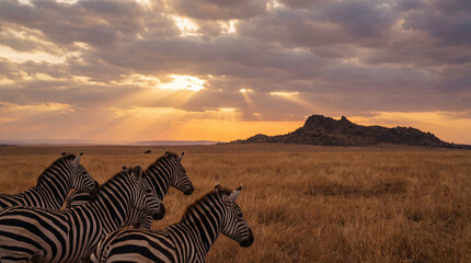 Fototapeta premium Zebras on vast savanna at golden sunset with dramatic sky and distant mountain landscape
