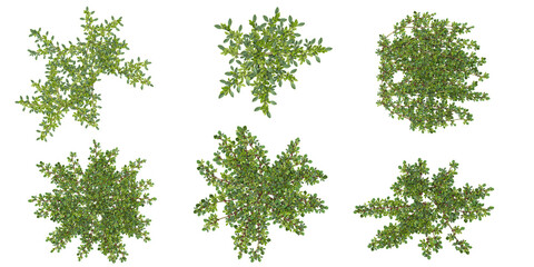 Fototapeta premium Collection of Aizoon plants on transparent background from the top view