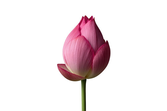 Pink lotus flower bud unblooming, representing beauty, purity, spirituality, growth, and natural freshness