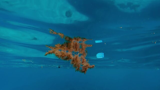 Newborn triggerfish wander below the waves in turquoise water, hiding among floating plastic trash and drifting algae