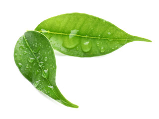 Two fresh green citrus leaves with water drops isolated on white