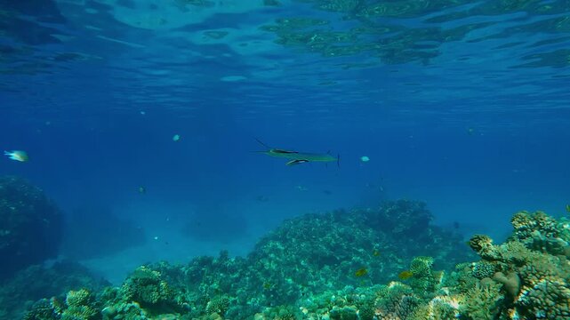 Red Sea Houndfish with open mouth stands at a cleaning station above a coral reef under the surface of turquoise water, two Blue Diesel Cleaner Wrasse clean his gills from parasites