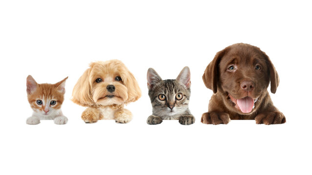 Cute puppies and kittens group peeking over border