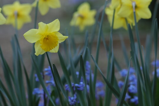 fiori gialli di narciso in marzo al tramonto