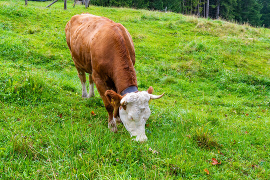 Brown and White Cow Grazing on Meadow