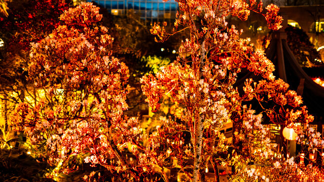 Portland, United States - 17 February 2026: View of Lan Su Chinese Gardens ablaze with the fiery glow of blossoms under the night sky.
