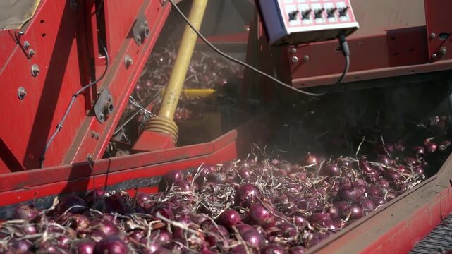 Red Onions Moving Through Harvester Conveyor into Storage Bin. The camera captures massive quantities of onions moving along the conveyor belt. Search ONIONPROD2025 for more clips.