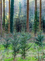 Fototapeta premium Wiederaufforstung im Wald im Frühjahr
