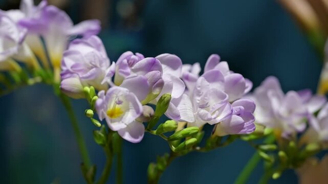 Soft Purple Freesia Flowers in Bloom with Natural Light