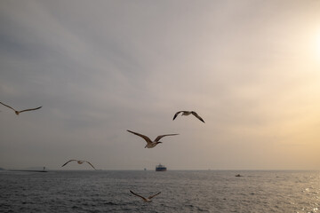 Naklejka premium Seagulls glide over a calm sea at sunset
