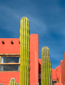 Mexica house with a big cactus