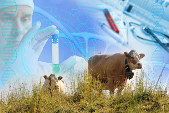 scientist, researcher studies livestock health, safety protocols in modern agricultural setting, prevent control epidemics in cattle populations, biological weapons, laboratory diagnostics, veterinary