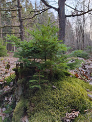A young pine sapling grows from a moss-covered tree stump in a serene autumn forest. Fallen leaves and tall trees create a tranquil woodland scene with vibrant green moss and earthy tones.