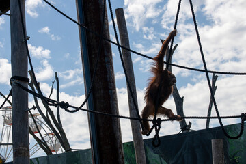 Sumatran Orangutan (Pongo abelii) © Tara