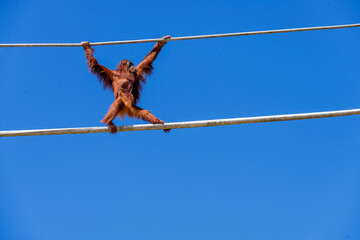 Sumatran Orangutan (Pongo abelii) © Tara