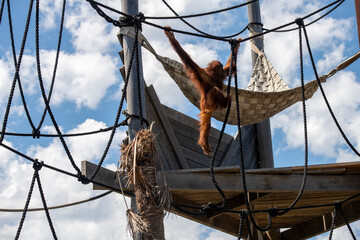Sumatran Orangutan (Pongo abelii) © Tara