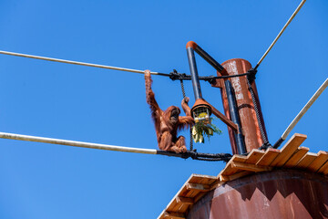 Sumatran Orangutan (Pongo abelii) © Tara