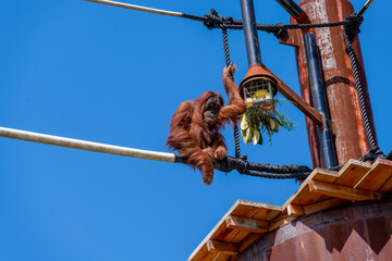 Sumatran Orangutan (Pongo abelii) © Tara