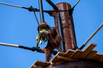 Sumatran Orangutan (Pongo abelii) © Tara