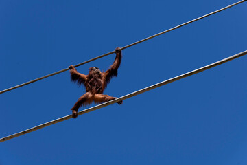 Sumatran Orangutan (Pongo abelii) © Tara