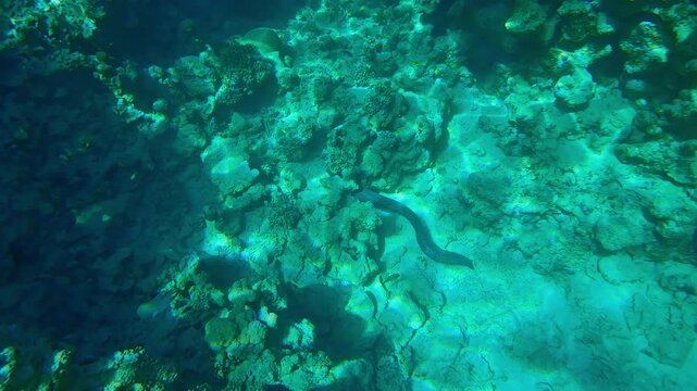 Top view, Full body of Giant Moray Eel, Gymnothorax javanicus swimming among corals under the bright rays of the midday sun.