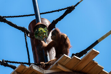 Sumatran Orangutan (Pongo abelii) © Tara