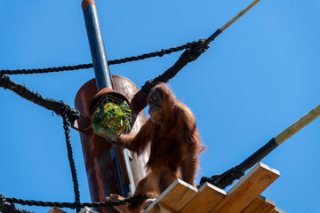 Sumatran Orangutan (Pongo abelii) © Tara