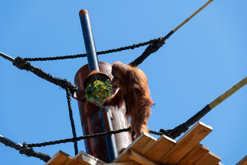Sumatran Orangutan (Pongo abelii) © Tara