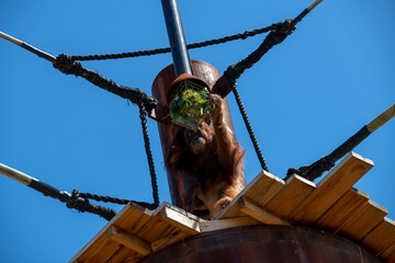 Sumatran Orangutan (Pongo abelii) © Tara