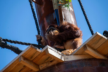 Sumatran Orangutan (Pongo abelii) © Tara