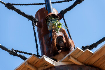 Sumatran Orangutan (Pongo abelii) © Tara
