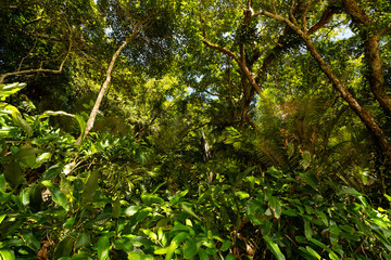 Obraz premium Dense greenery fills the view of a jungle in daytime, showcasing tall trees and various plants in a natural environment
