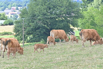 Obraz premium cows grazing in a field