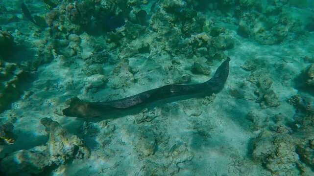 Full body of Giant moray eel, Gymnothorax javanicus moving between corals over the seabed on inner reef, in bright midday sun glare, with tropical fish swimming nearby.
