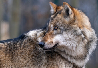 Fototapeta premium Wolf