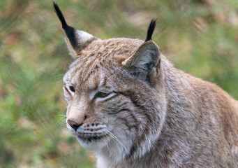 Obraz premium Luchs