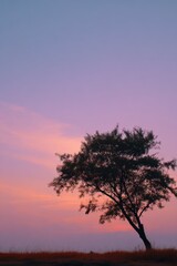 Naklejka premium Single windswept tree silhouette against soft pink and purple sunset sky over grassy plain creating peaceful twilight scene