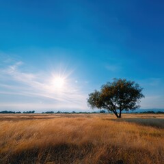 Fototapeta premium Solitary oak tree standing in golden grass under a bright sun and clear blue sky peaceful landscape